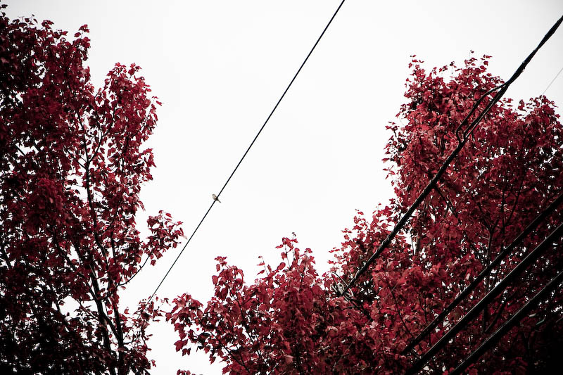 The bird, the wires and the trees