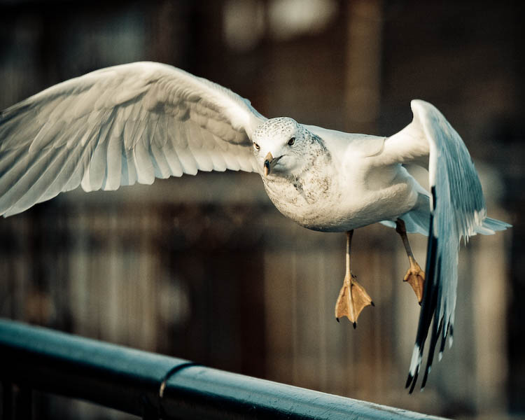 Landing seagull