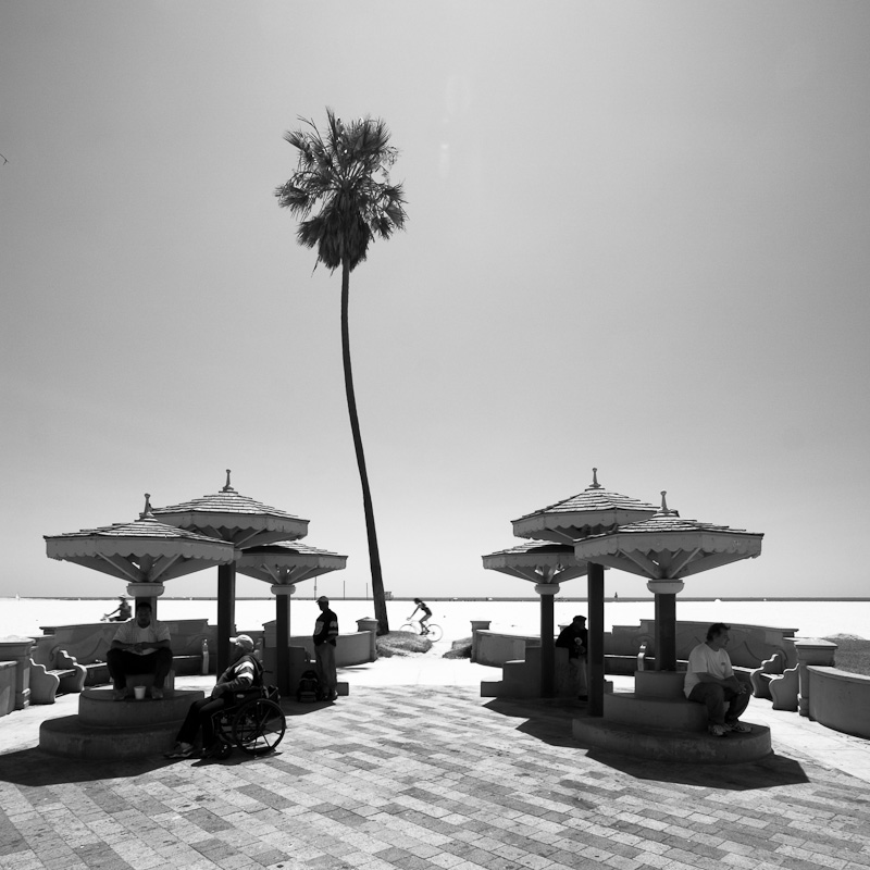 Palm tree on Venice Beach