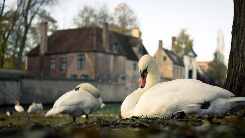 Resting Swans.