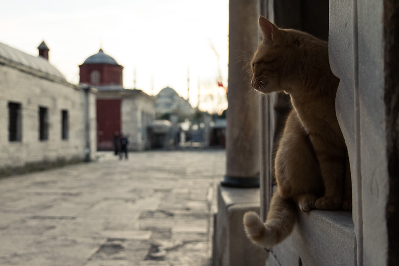 Hagia Sophia's Cat.