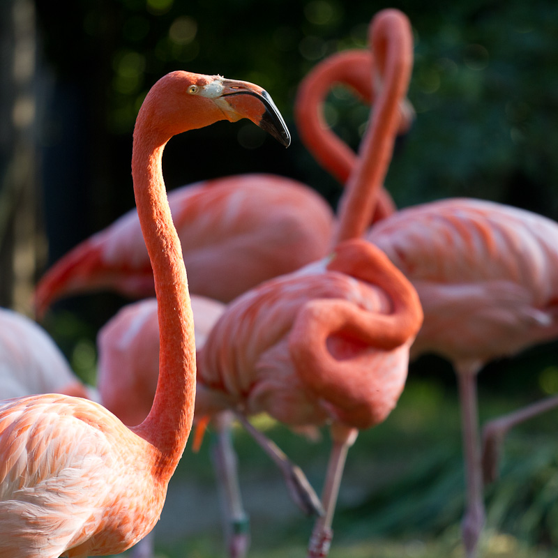 The flamingos of the botanical garden.