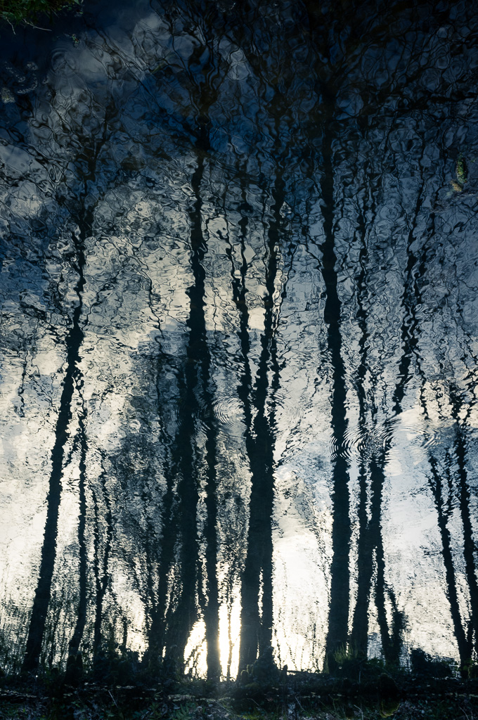 Reflected trees.