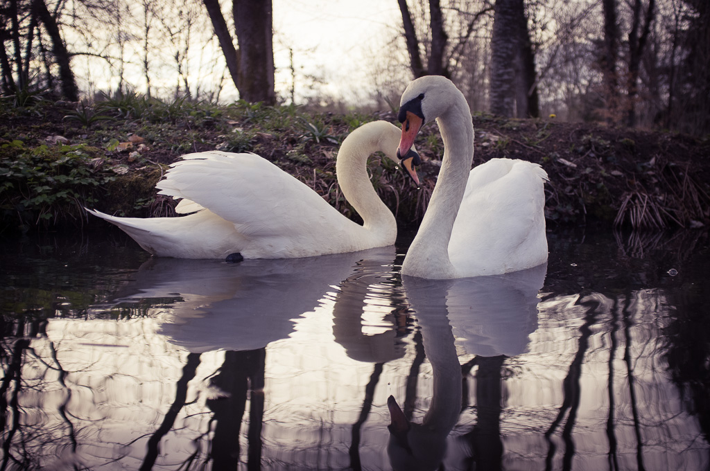 Swanheart.