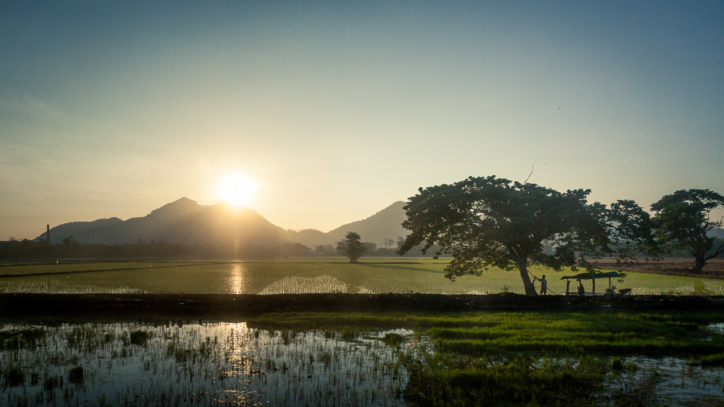 Sunrise over the rice fields.