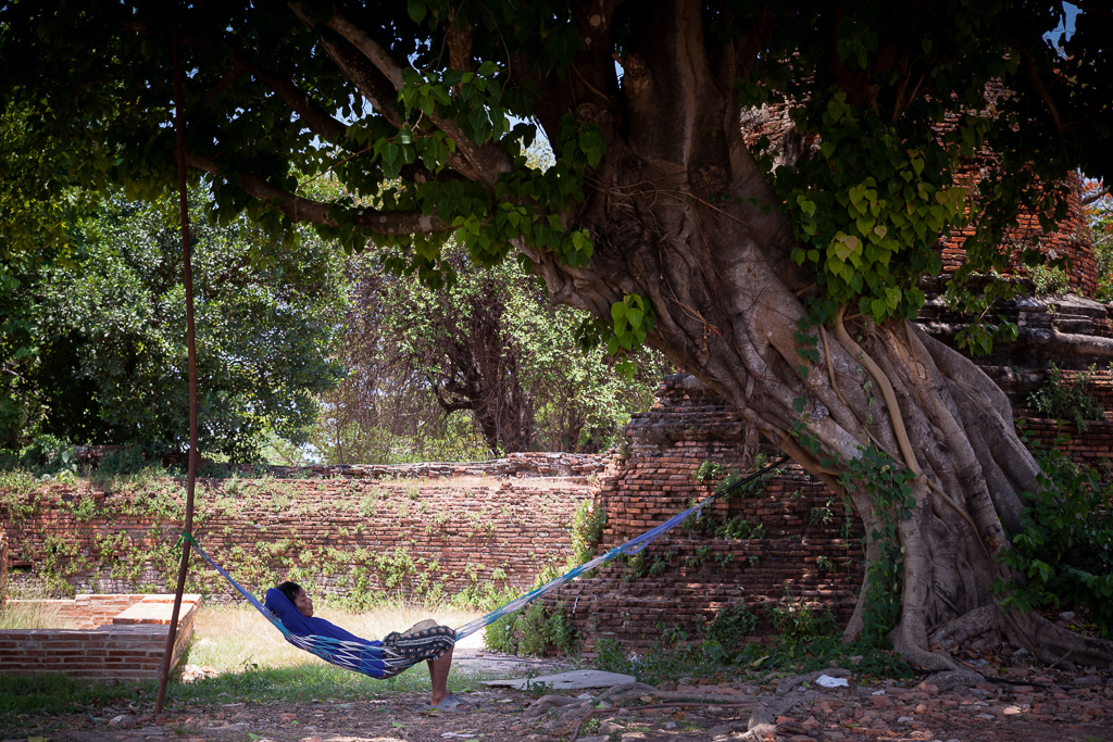 Nap under the banyan tree.