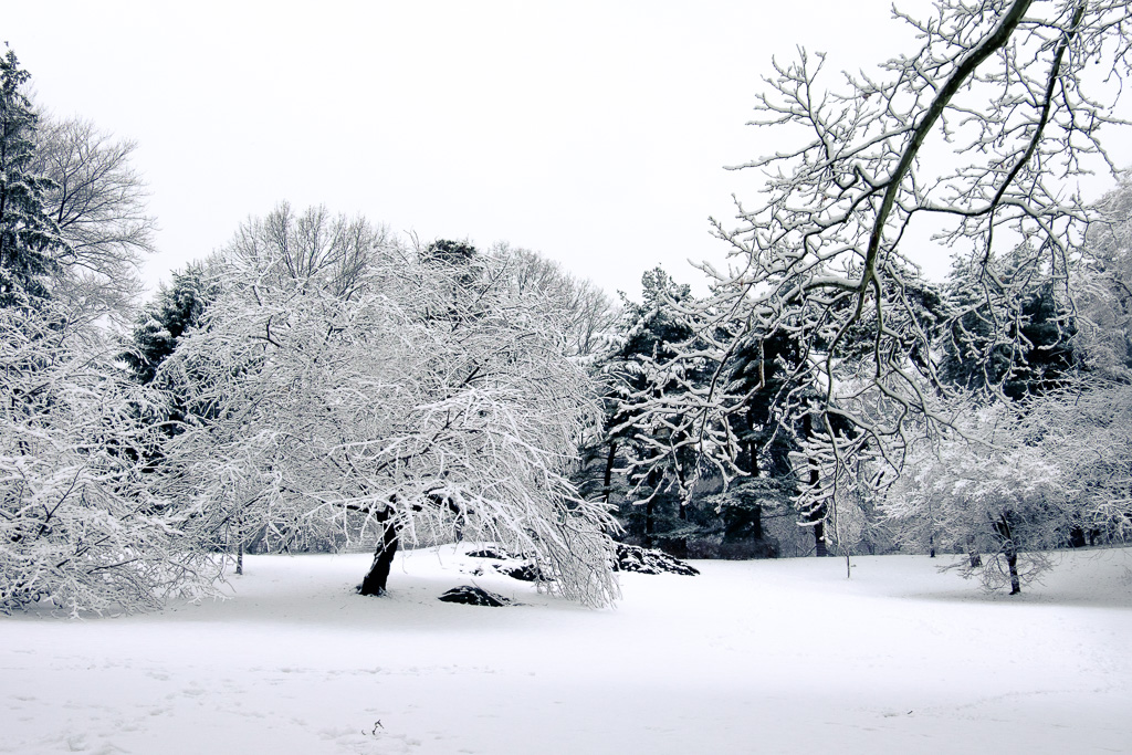 Snowy tree.