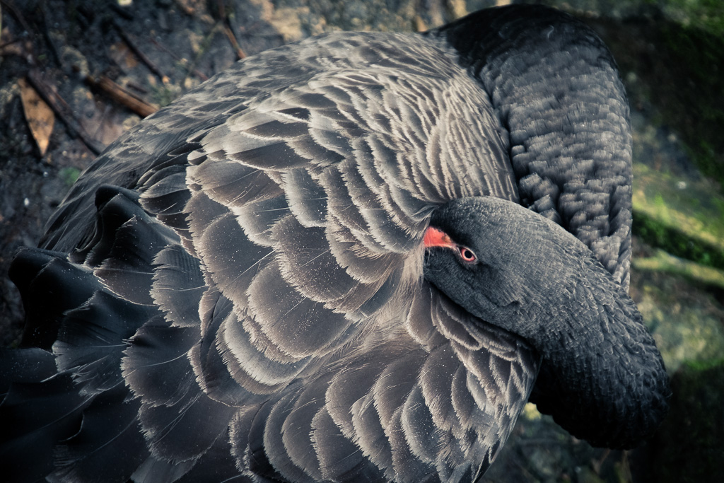 Sleeping black swan.